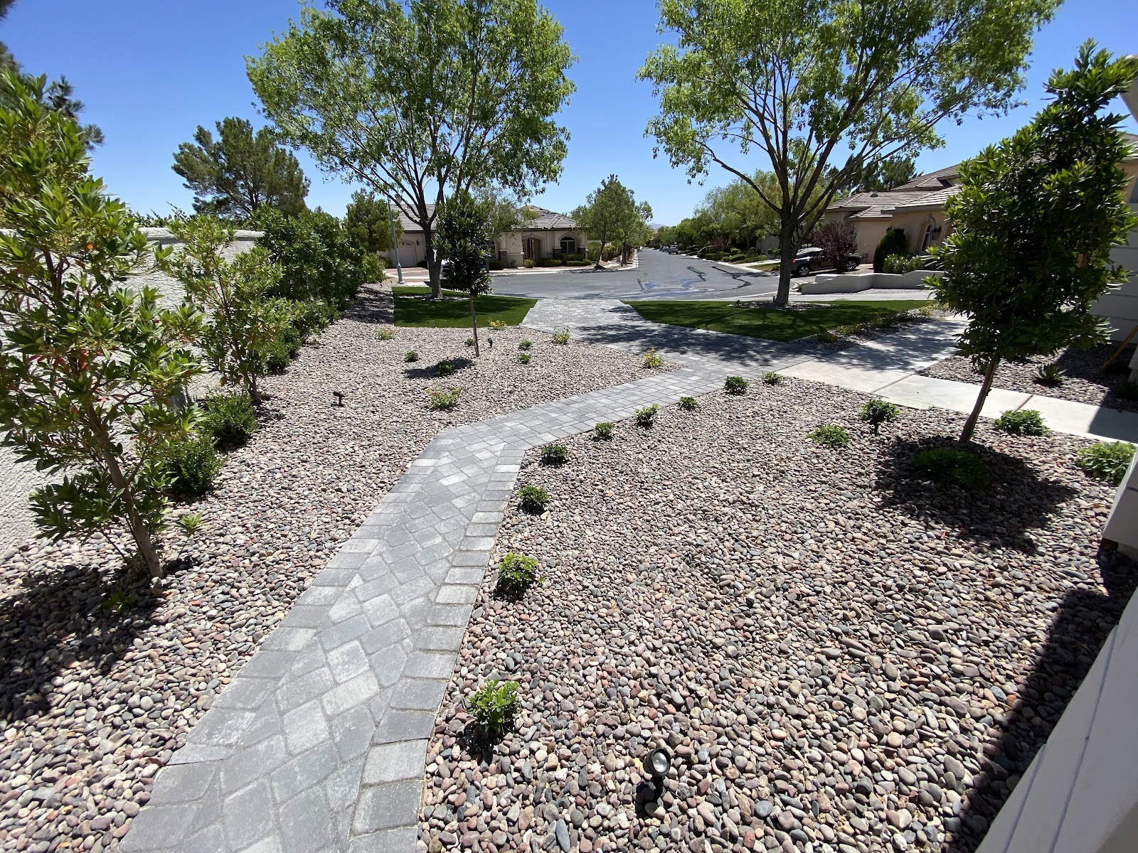 Front yard desert landscaping with paver walkway, river rock and young trees