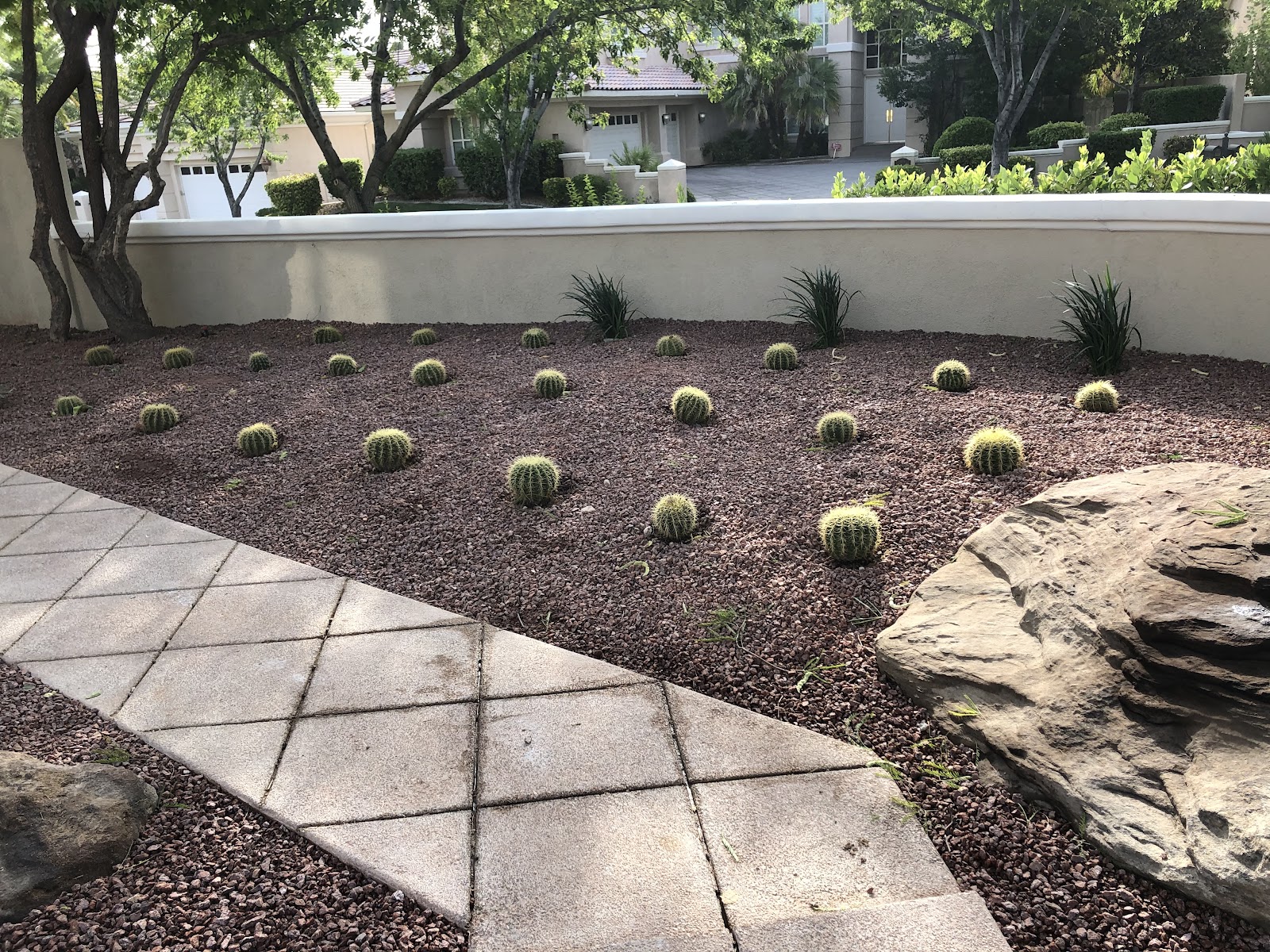 Desert xeriscape with barrel cacti, decorative rock and concrete walkway